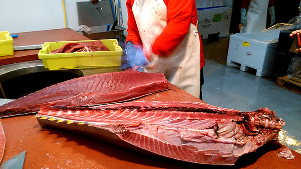 L'espectacular ronqueo de la tonyina