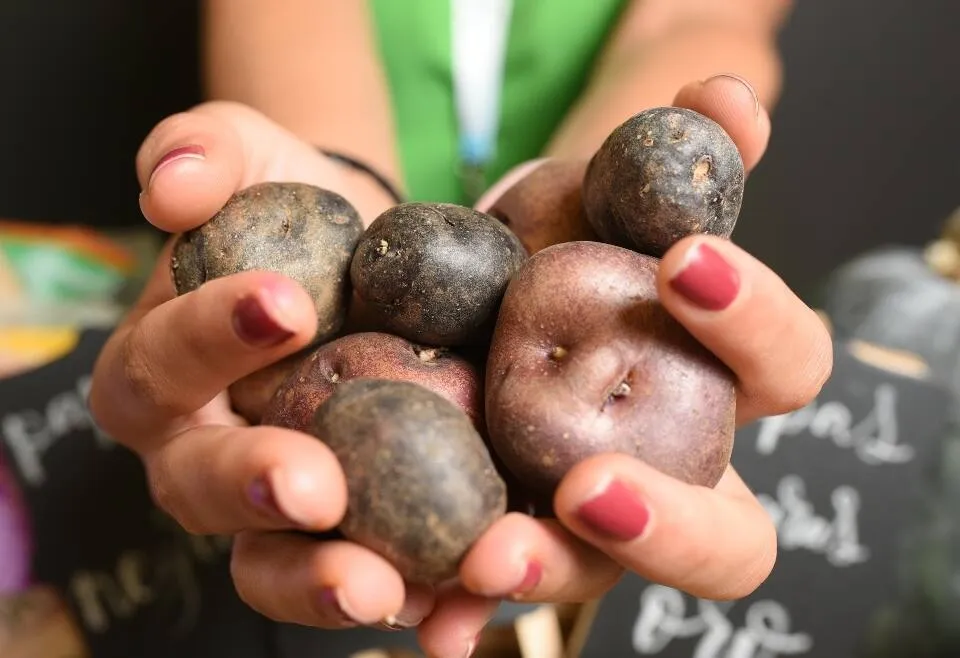 Les 'papas': l'imprescindible de les Canàries