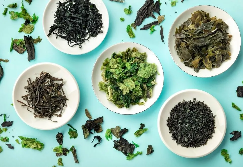 BioCultura Barcelona 2022: dels ous verds a la salsa chimichurri d'algues 