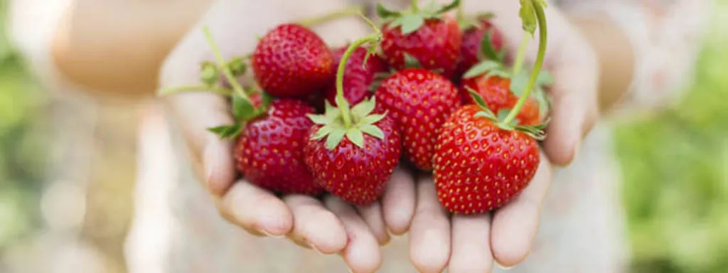 Maduixes i espàrrecs de l'horta d'Aranjuez i la gastrobotànica