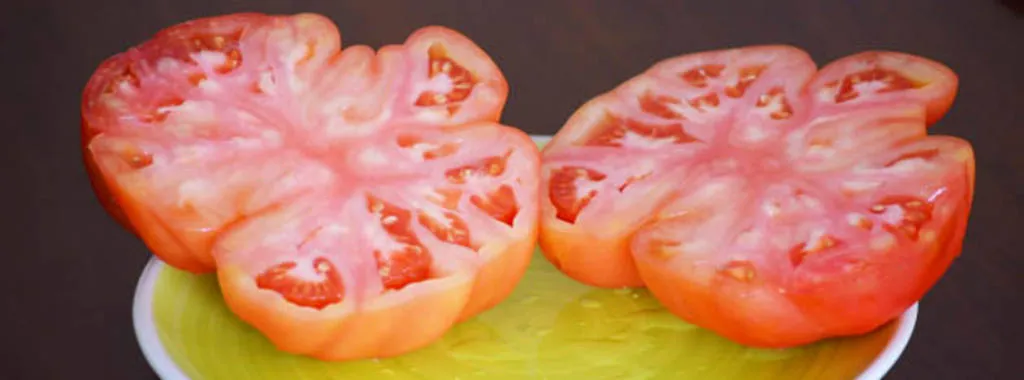 L'estiu,temps de tomàquets coneguts... i per descobrir!