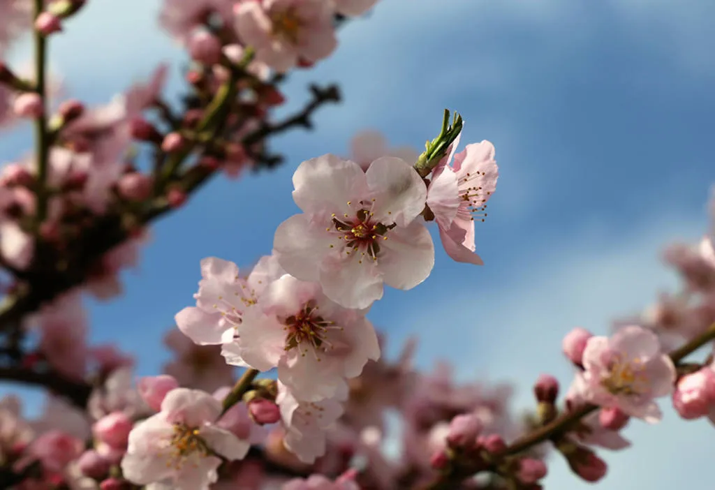 La floració de l'ametller eivissenc: arriba la primavera a l'Illa Blanca