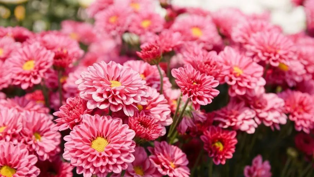 Dotze flors comestibles per als teus plats