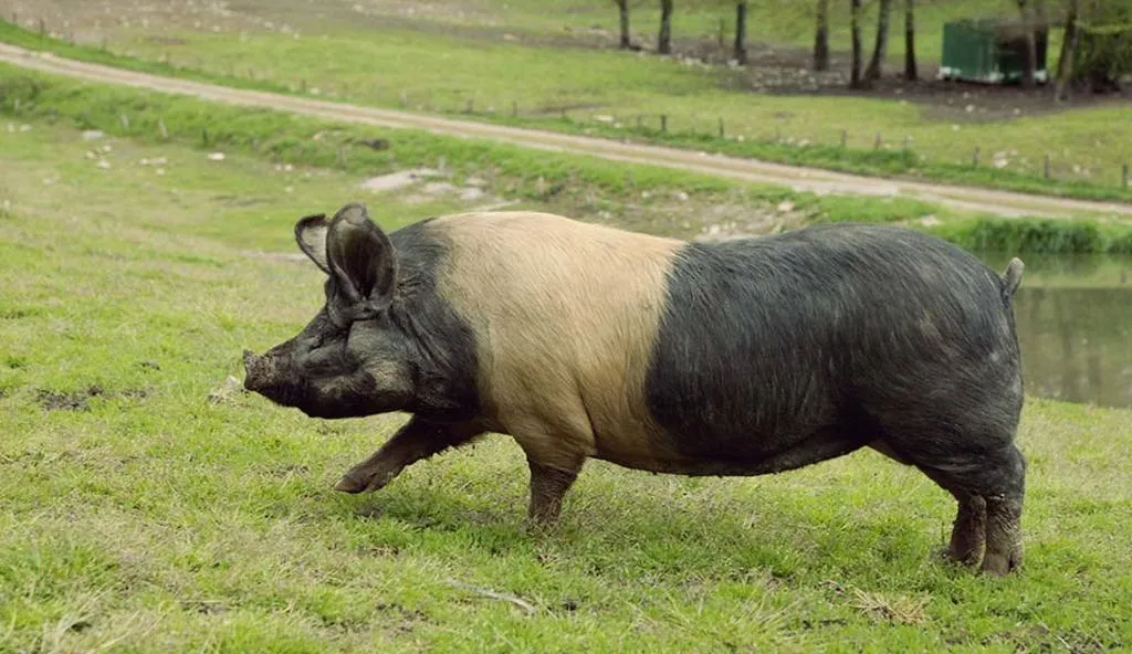 Euskal Txerria: el ressorgir de l'última raça de porc basc