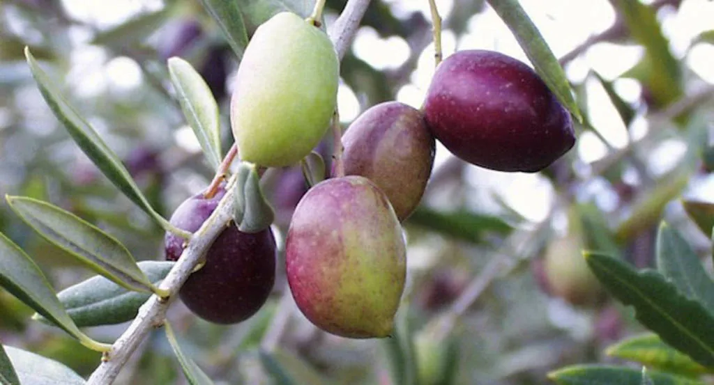 AOVE: essència de la dieta mediterrània
