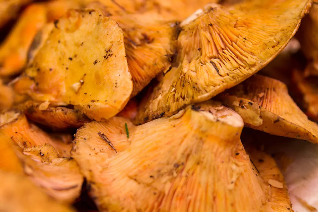 Bolets: molt rics en nutrients i amb poquíssimes calories