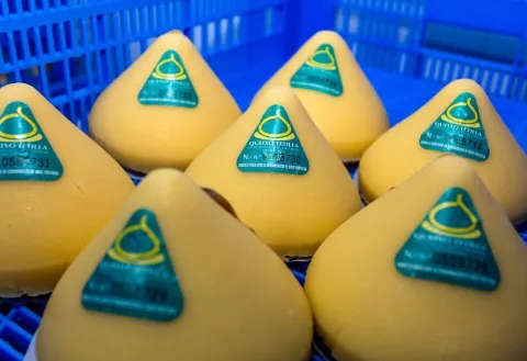 Queixo de tetilla, inconfusible per la seva manera de ser