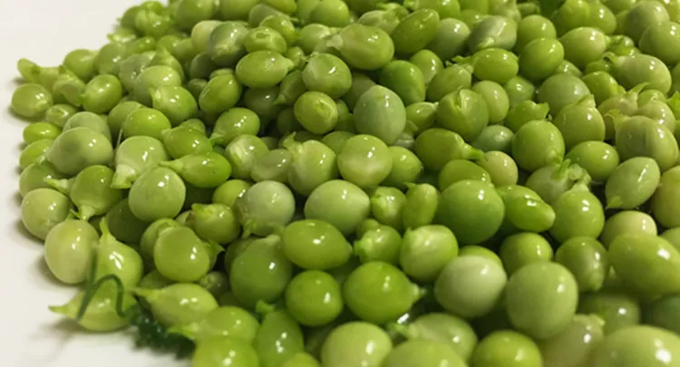 Guisante lágrima de costa, el caviar vegetal de Gipuzkoa