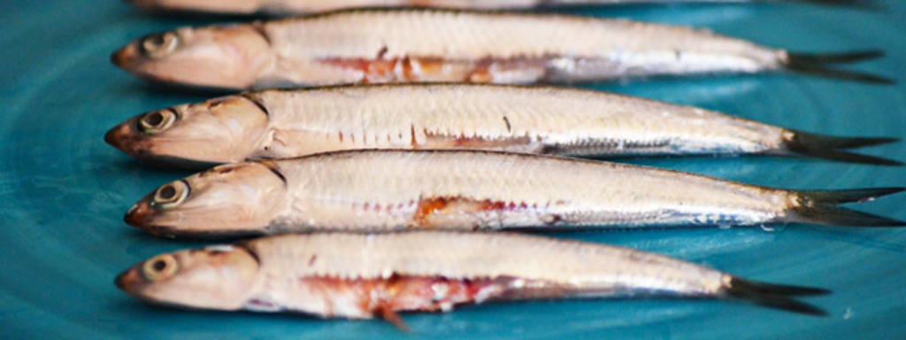 boquerones-gastronosfera