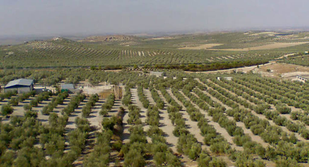 OLIVERES