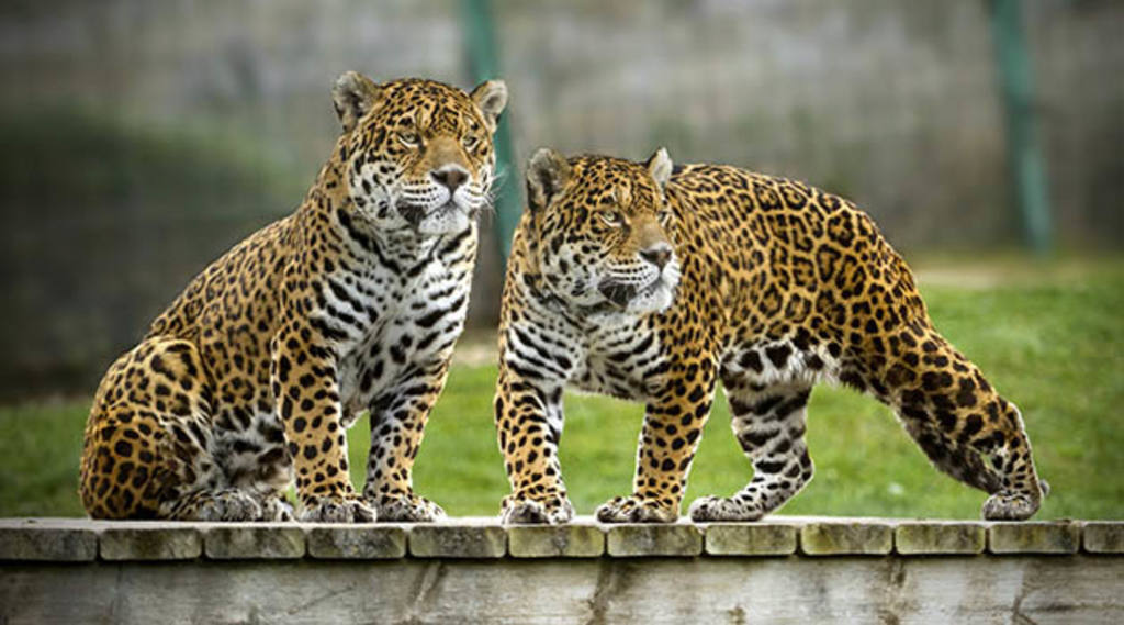 Jaguar