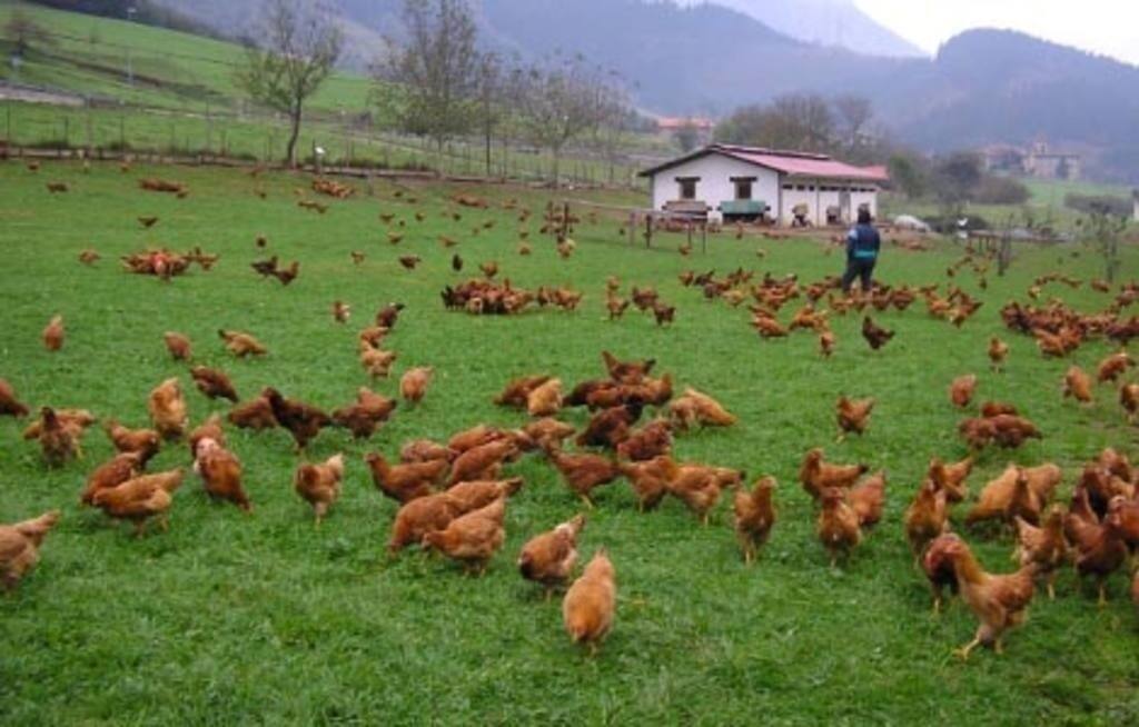 pollos vascos